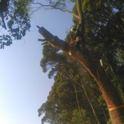 木に登り、陽を当てる造園 -橙陽園-